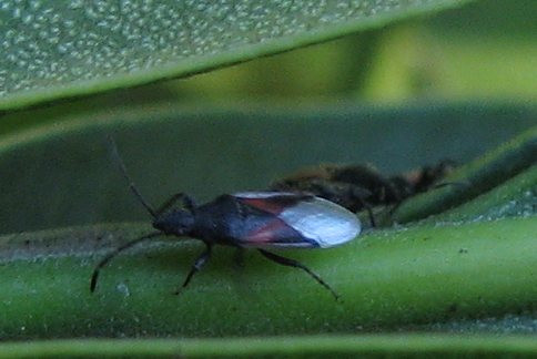 Cos''? Oxycarenus lavaterae